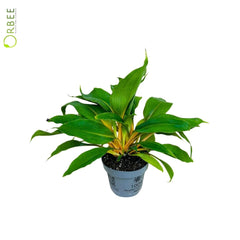 Chlorophytum Orch. Green Orange