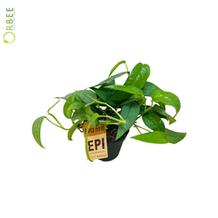 Epipremnum Pinn. Cebu Blue