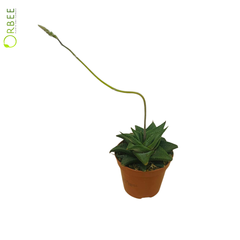 Haworthia Limifolia