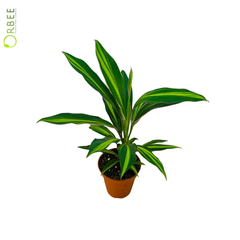 Cordyline Mixed