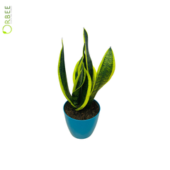 Sansevieria Superba