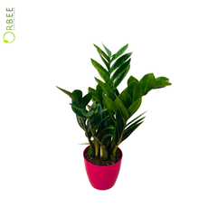 Zamioculcas Zamiifolia
