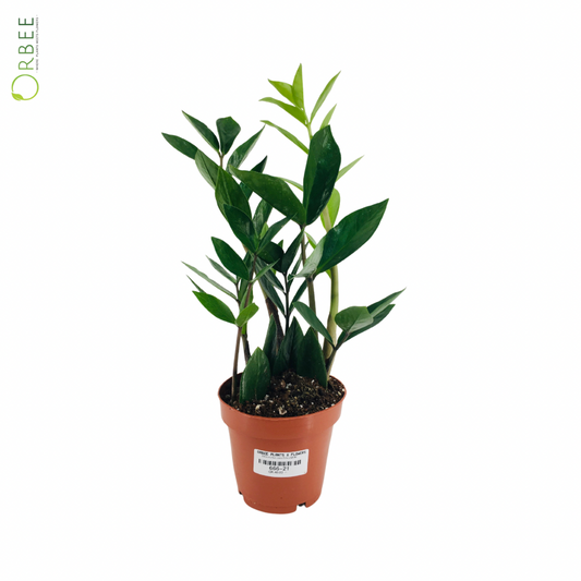 Zamioculcas Zamiifolia