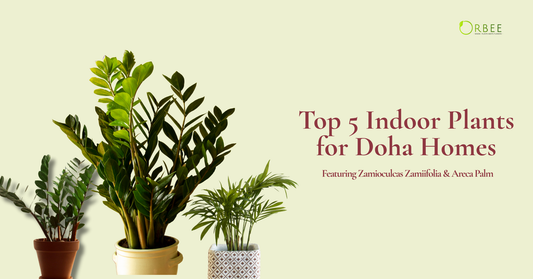 Top 5 Indoor Plants for Doha Homes – Featuring Zamioculcas Zamiifolia & Areca Palm