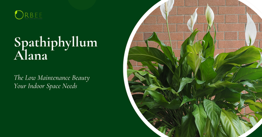 Spathiphyllum Alana: The Low-Maintenance Beauty Your Indoor Space Needs
