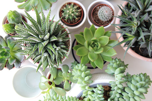5 Best Succulent Plants for Summer