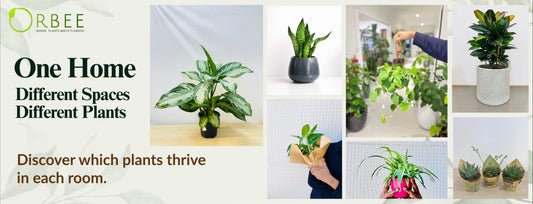 Best Indoor Plants for Every Room in Your Home in Qatar