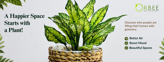 Can Indoor Plants Actually Improve Your Mood? What People in Doha Say