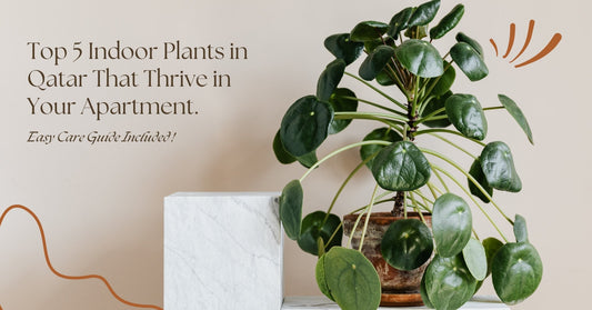 Top 5 Indoor Plants in Qatar That Thrive in Your Apartment – Easy Care Guide Included