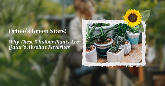 Orbee’s Green Stars: Why These 5 Indoor Plants Are Qatar’s Absolute Favorites