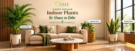3 Most Popular Indoor Plants for Homes in Qatar