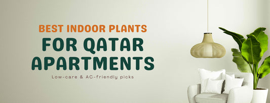 Best Indoor Plants for Qatar Apartments— Low-care & AC-friendly picks