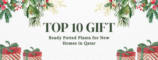 Top 10 Gift-Ready Potted Plants for New Homes in Qatar
