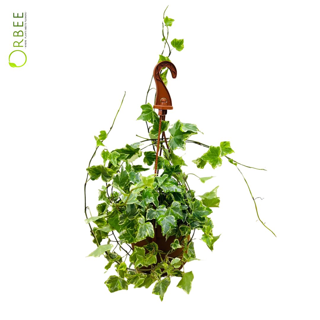 Hedera helix white wonder