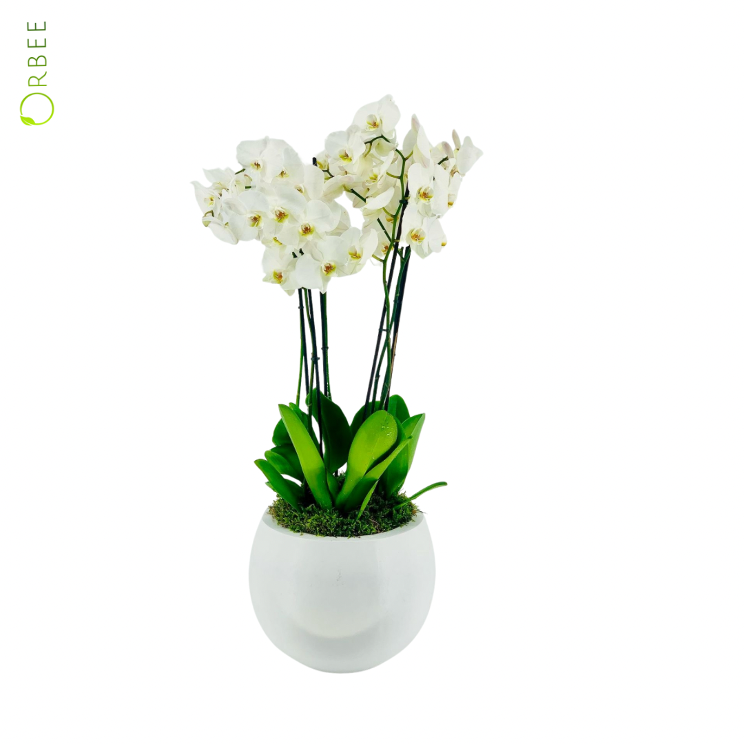 2 Pcs Phalaenopsis Orchid with White Fibre Pot