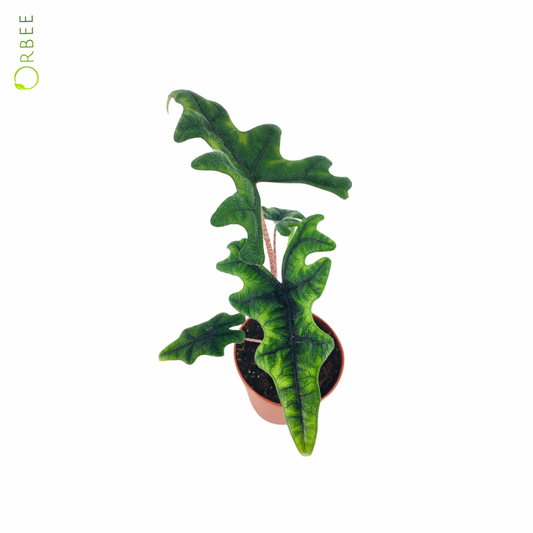 Alocasia Jacklyn