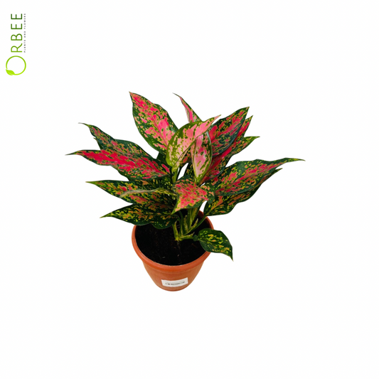 Aglaonema Anjamanee Tropica
