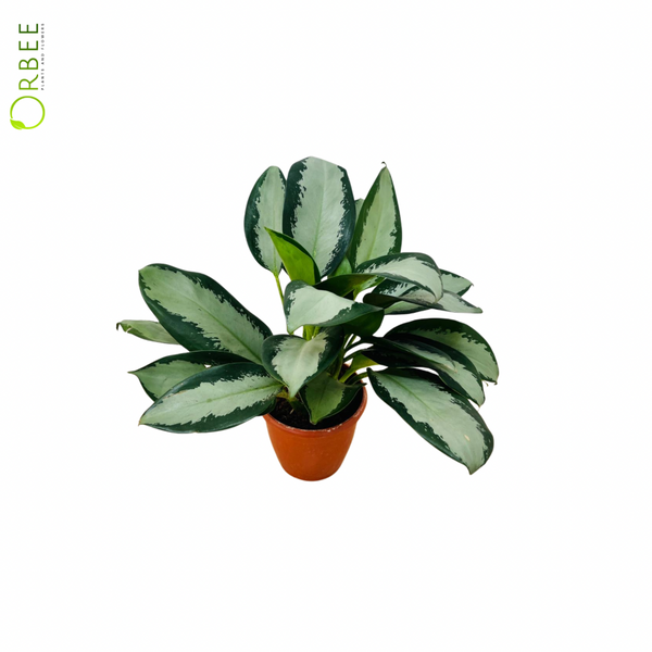 aglaonema blue Aglaonema Commutatum Blue – orbeeflowers