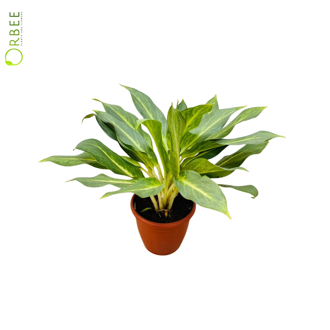 Aglaonema Commutatum Ghost