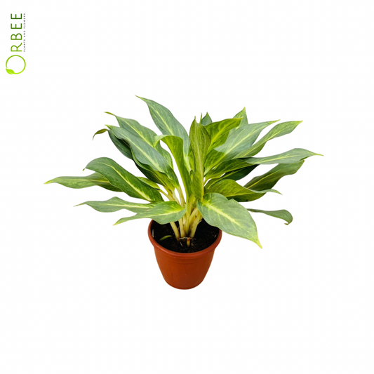 Aglaonema Commutatum Ghost