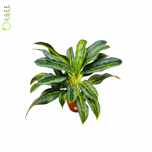 aglaonema 'osaka' Aglaonema Commutatum Osaka Black – orbeeflowers