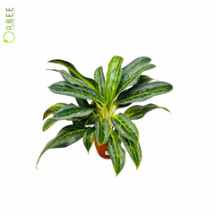 Aglaonema Commutatum Osaka Black