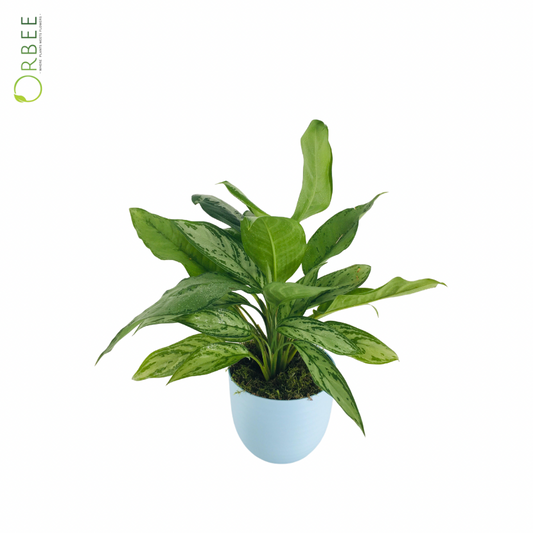Aglaonema Green with ice blue Pot