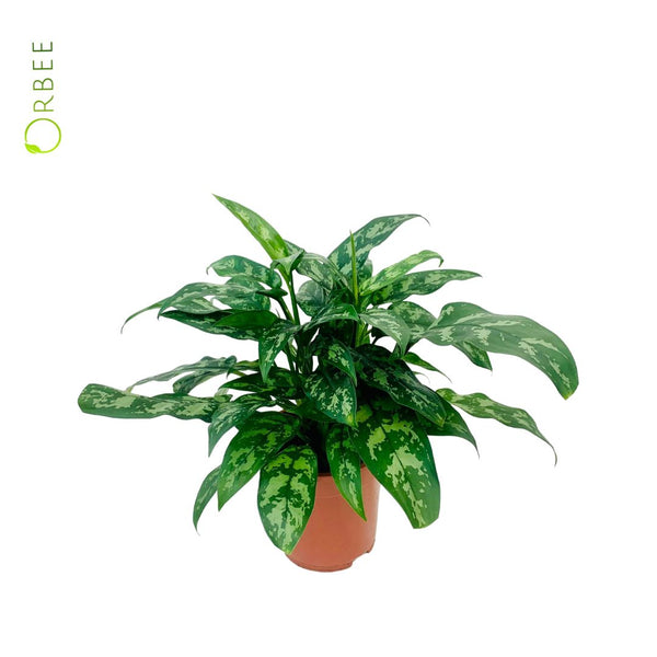Aglaonema Maria – orbeeflowers