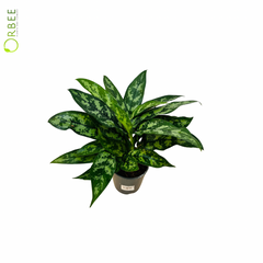Aglaonema Maria