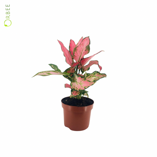 Aglaonema Pink Spotted