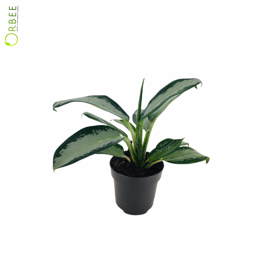 Aglaonema Silver Blue