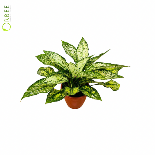 Aglaonema Snow White
