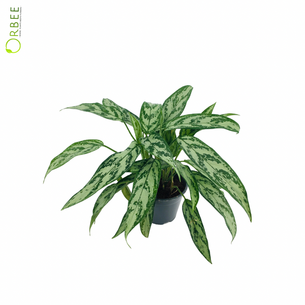 Aglaonema Silver Queen  orbeeflowers