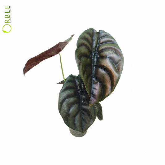 Alocasia Cuprea Red