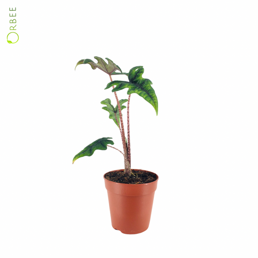 Alocasia Jacklyn