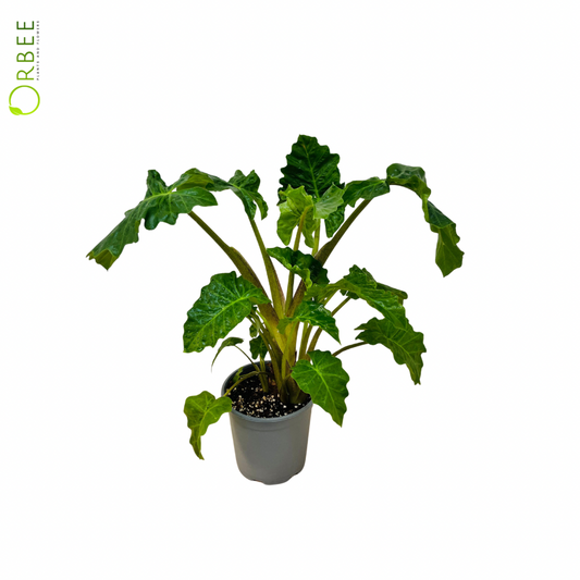 Alocasia Macrorrhiza