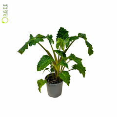 Alocasia Macrorrhiza