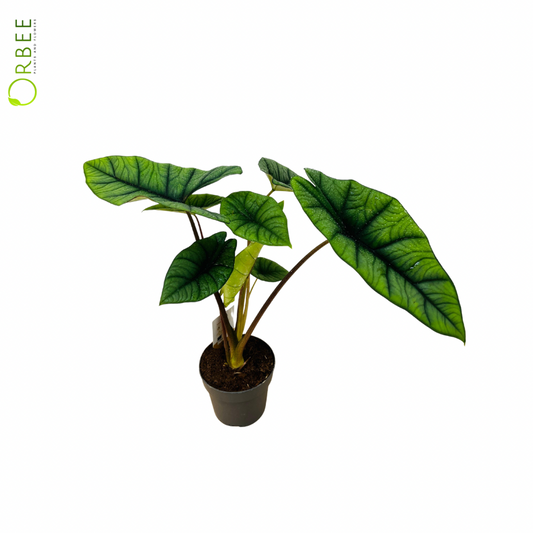 Alocasia Platinum