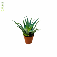 Aloe Arboresence