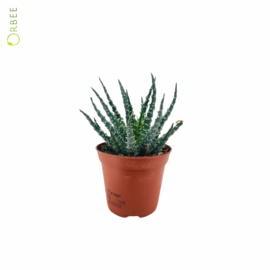 Aloe Humulis