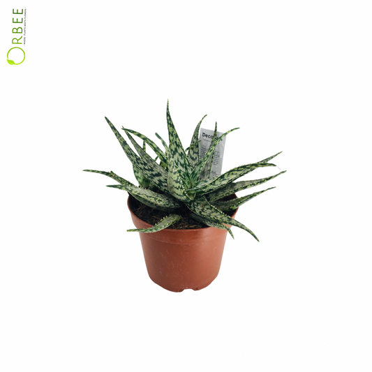 Aloe Someliensis