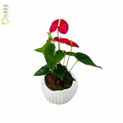 The Flamingo Flower of Elegance