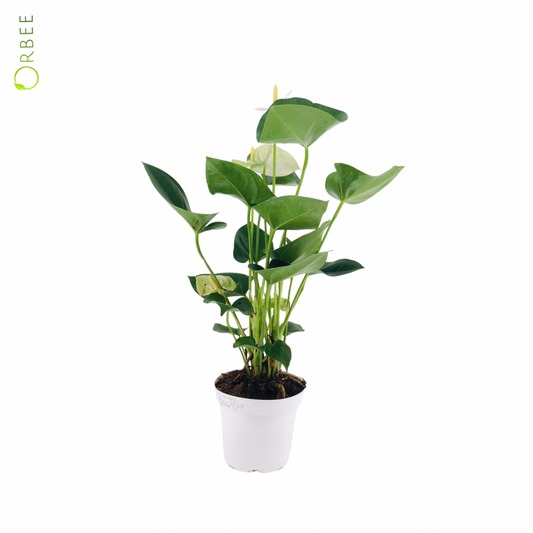 Anthurium Arisa White