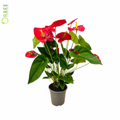 Anthurium Large