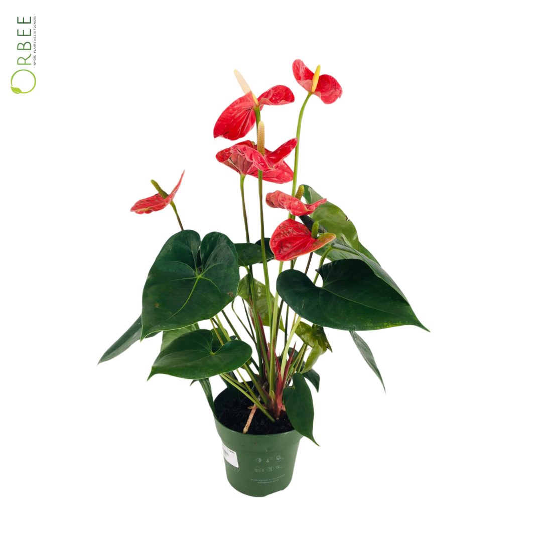 Anthurium A. Mixed