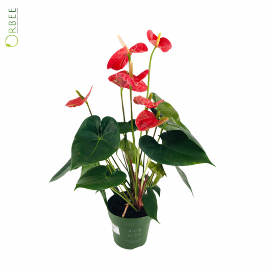 Anthurium Aloha Red