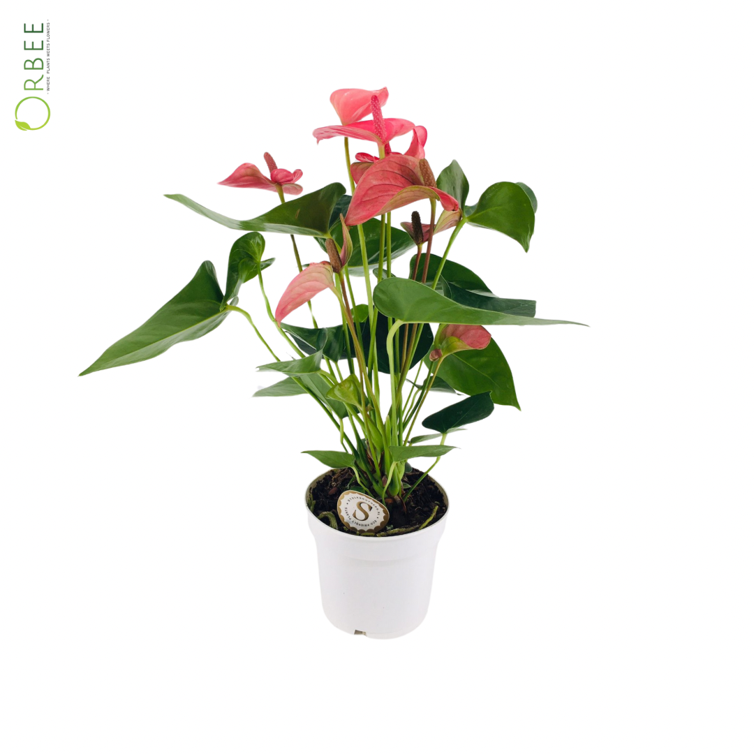 Anthurium A. Mixed