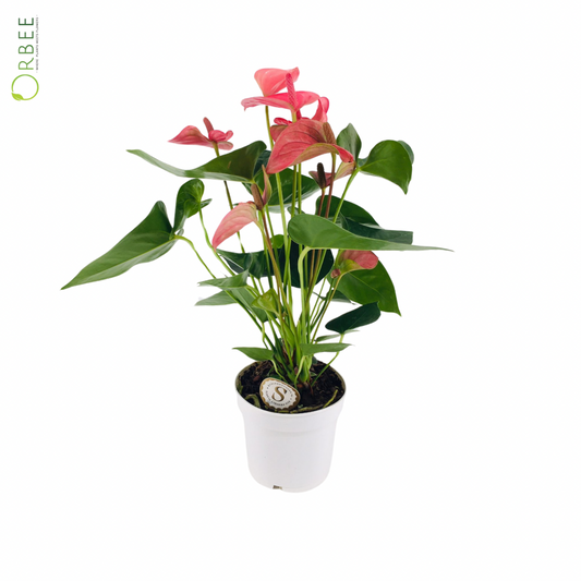 Anthurium Aloha Red