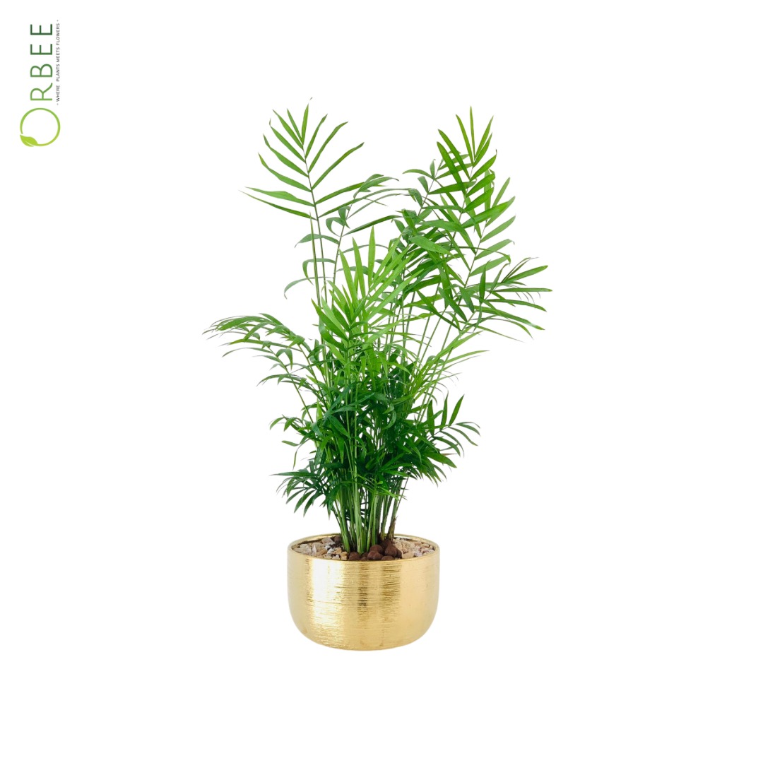 Areca Palm in Golden Pot