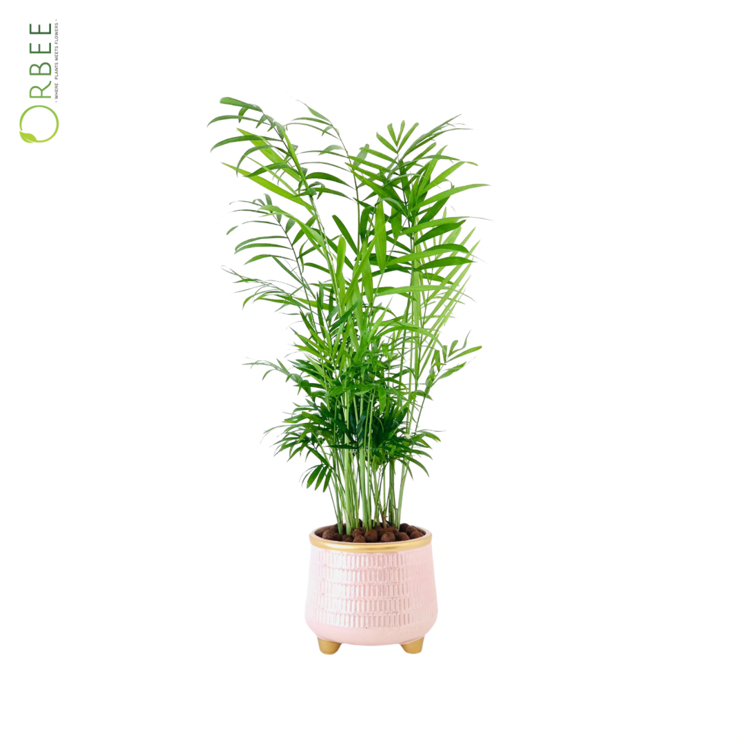 Areca Palm in Ceramic Pot